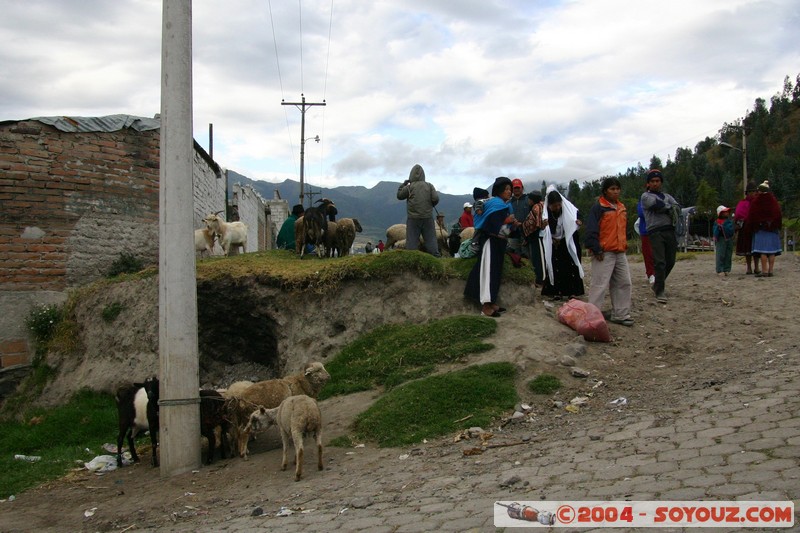 Otavalo - Marche aux bestiaux
Mots-clés: Ecuador Marche Mouton animals
