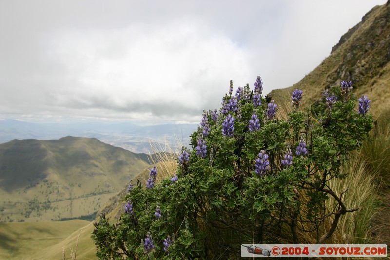Lagunas de Mojanda - fleurs locales
Mots-clés: Ecuador fleur