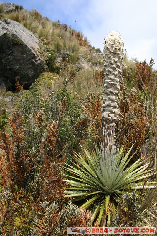 Lagunas de Mojanda - fleurs locales
Mots-clés: Ecuador fleur