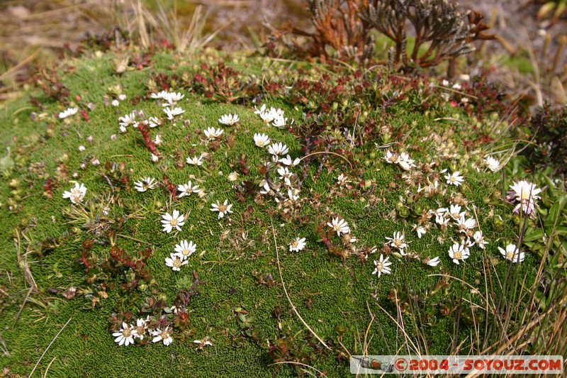 Lagunas de Mojanda - fleurs locales
Mots-clés: Ecuador fleur