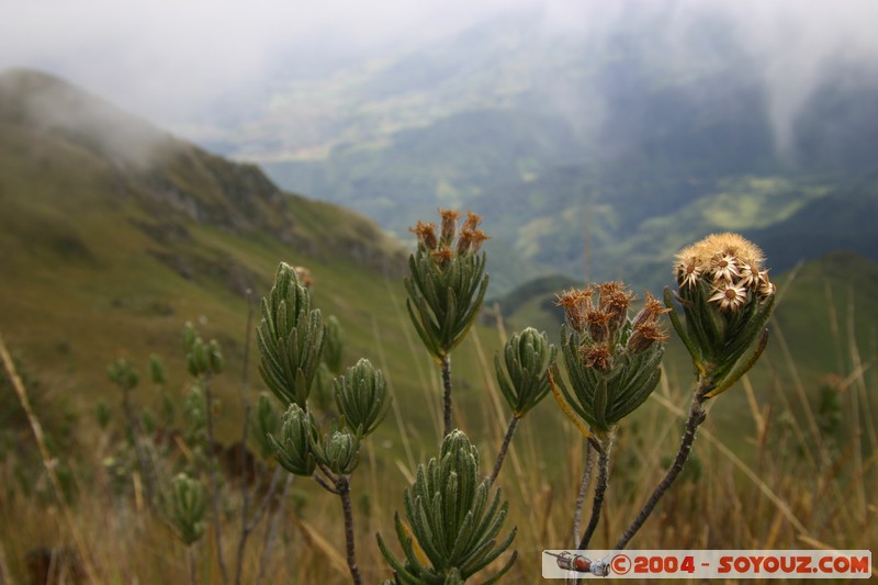 Lagunas de Mojanda - fleurs locales
Mots-clés: Ecuador fleur