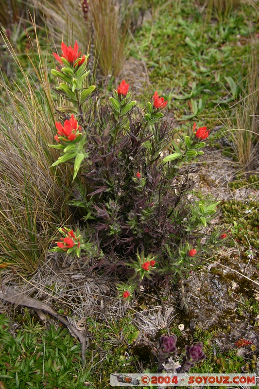 Lagunas de Mojanda - fleurs locales
Mots-clés: Ecuador fleur