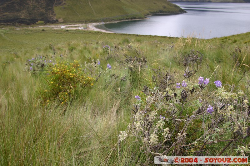 Lagunas de Mojanda - fleurs locales
Mots-clés: Ecuador fleur Lac