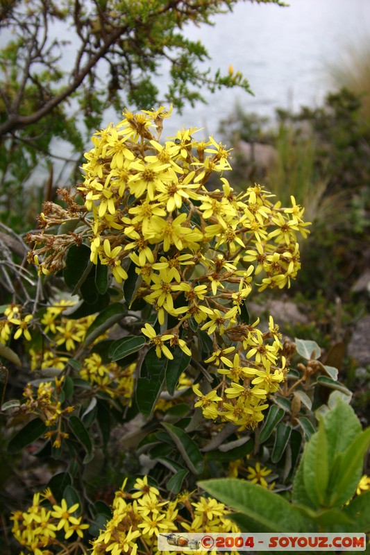 Lagunas de Mojanda - fleurs locales
Mots-clés: Ecuador fleur