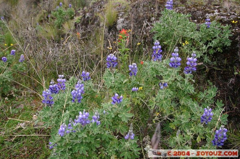 Lagunas de Mojanda - fleurs locales
Mots-clés: Ecuador fleur