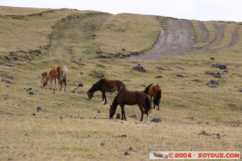 Cotopaxi - Chevaux
Mots-clés: Ecuador volcan animals cheval