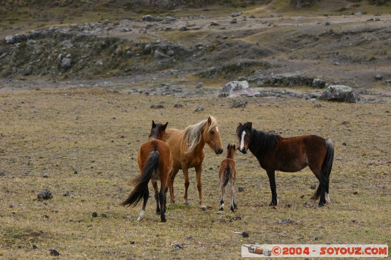 Cotopaxi - Chevaux
Mots-clés: Ecuador volcan animals cheval