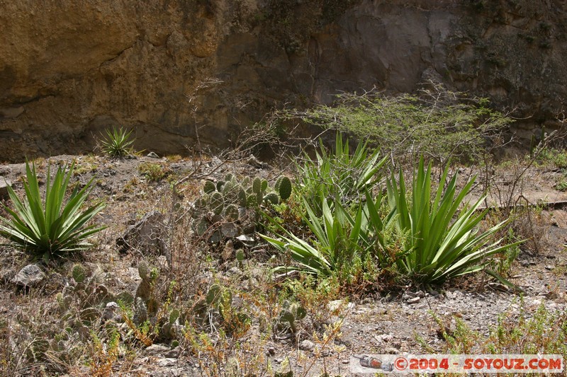 Nariz del Diablo
Mots-clés: Ecuador