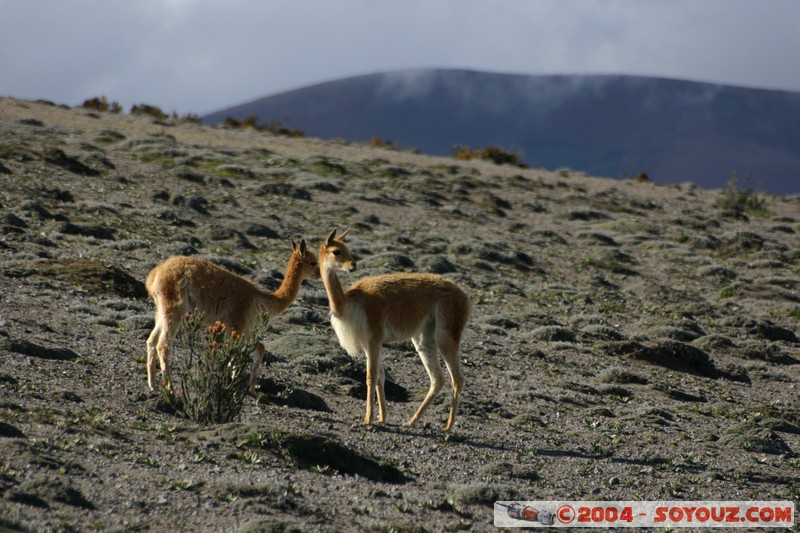 Chimborazo - Vicuna
Mots-clés: Ecuador volcan Vicuna