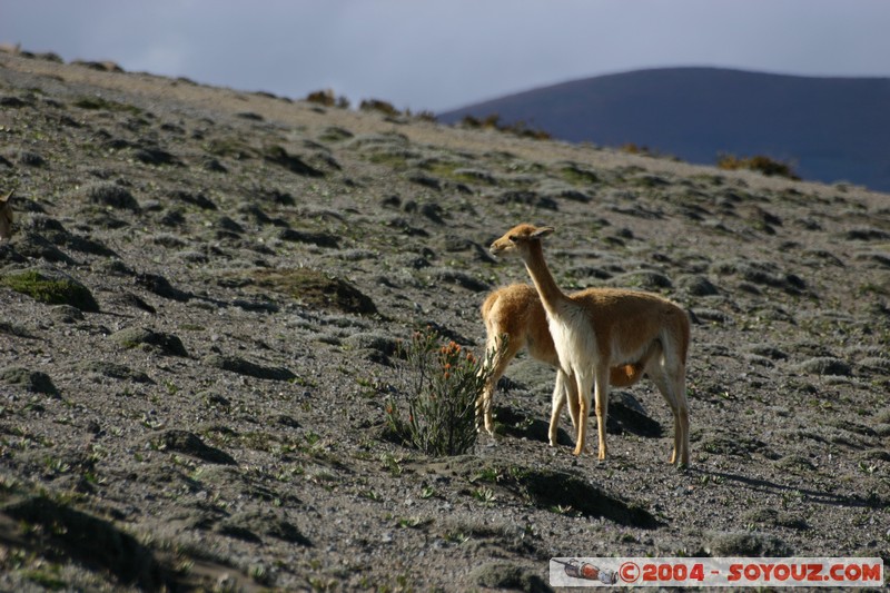 Chimborazo - Vicuna
Mots-clés: Ecuador volcan Vicuna