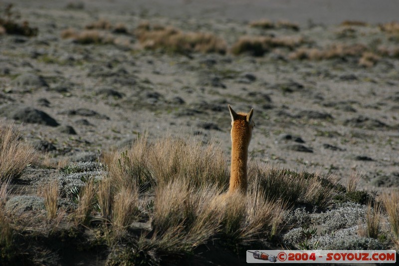Chimborazo - Vicuna
Mots-clés: Ecuador volcan Vicuna