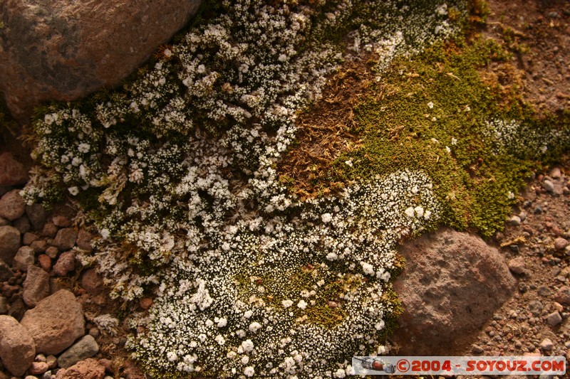 Chimborazo
Mots-clés: Ecuador volcan plante