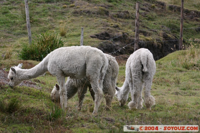 Chimborazo - Lama
Mots-clés: Ecuador volcan animals Lama