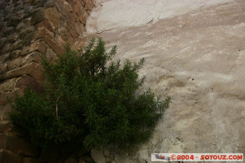 Cuzco - 7 Culebras
Mots-clés: peru plante cusco