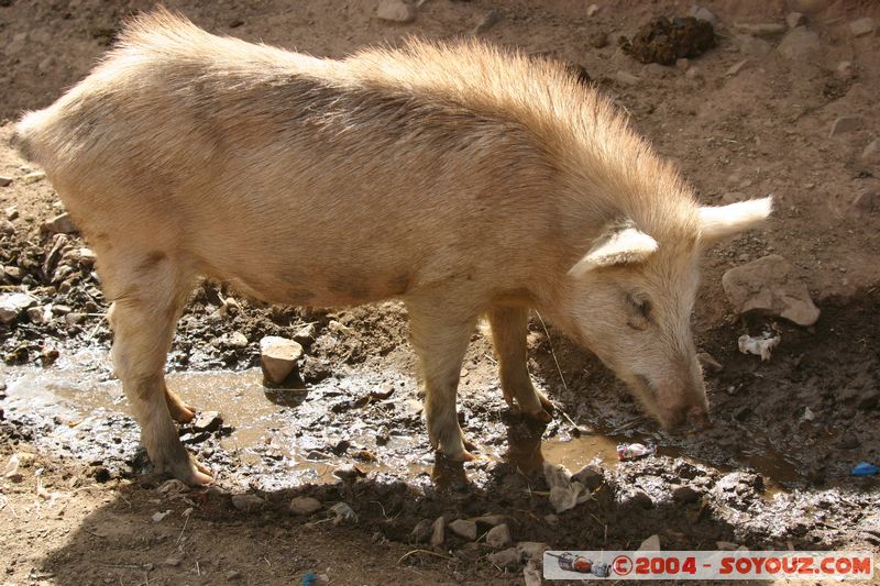 Taray - Cochon
Mots-clés: peru Valle Sagrado de los Incas animals cochon