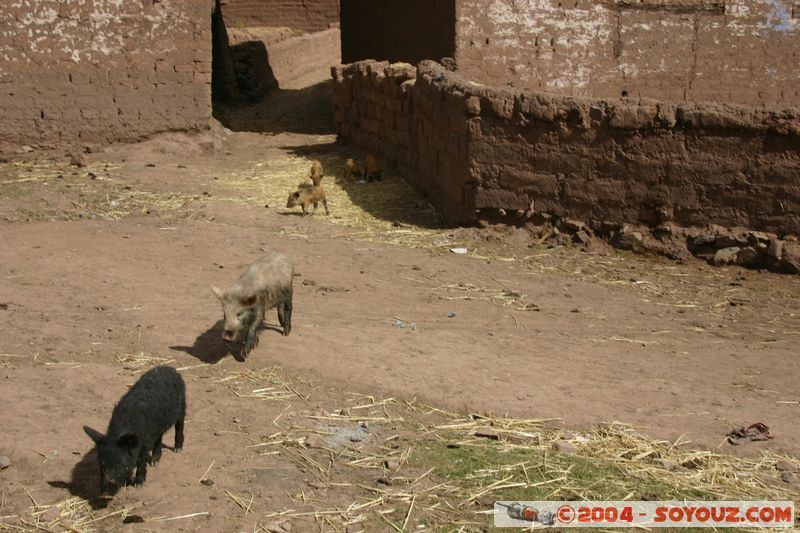 Taray
Mots-clés: peru Valle Sagrado de los Incas animals cochon
