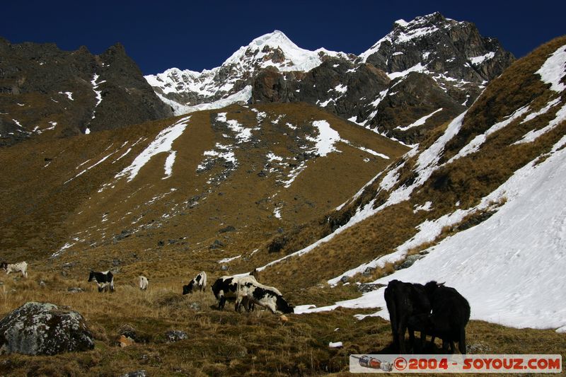 Camino Inca - Paso de Humantay
Mots-clés: peru Camino Inca Alternativo Montagne Neige animals vaches