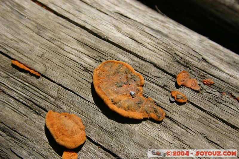 Camino Inca - Sahuayaco
Mots-clés: peru Camino Inca Alternativo champignon