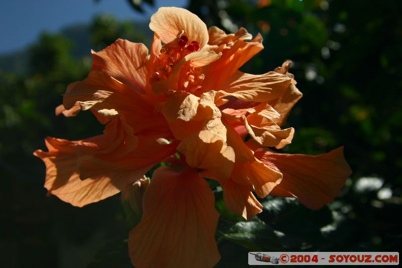 Camino Inca - Hidroelectrica
Mots-clés: peru Camino Inca Alternativo fleur