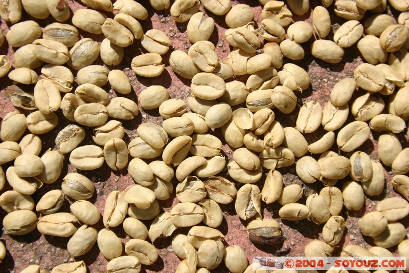 Camino Inca - Hidroelectrica - Grains de cafe
Mots-clés: peru Camino Inca Alternativo cafe fruit