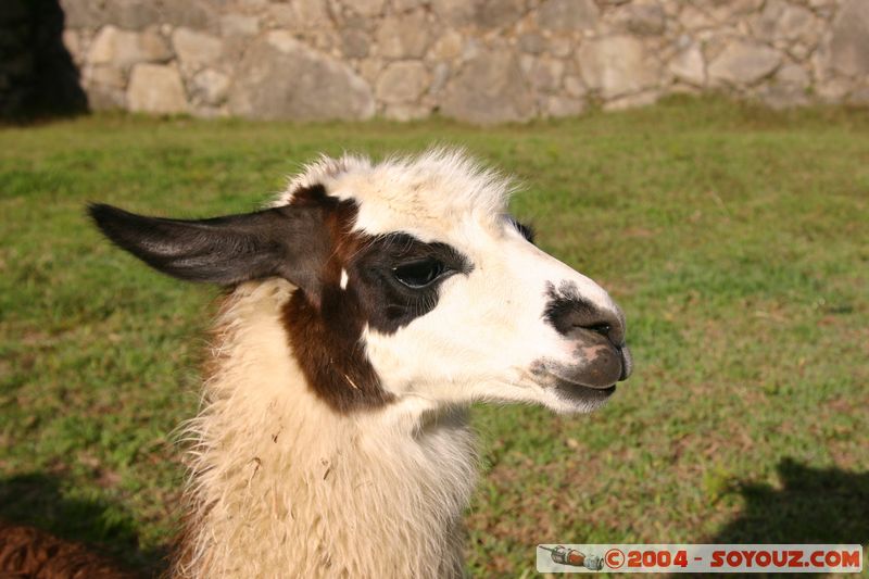 Machu Pichu - Lama
Mots-clés: peru Machu Pichu animals Lama