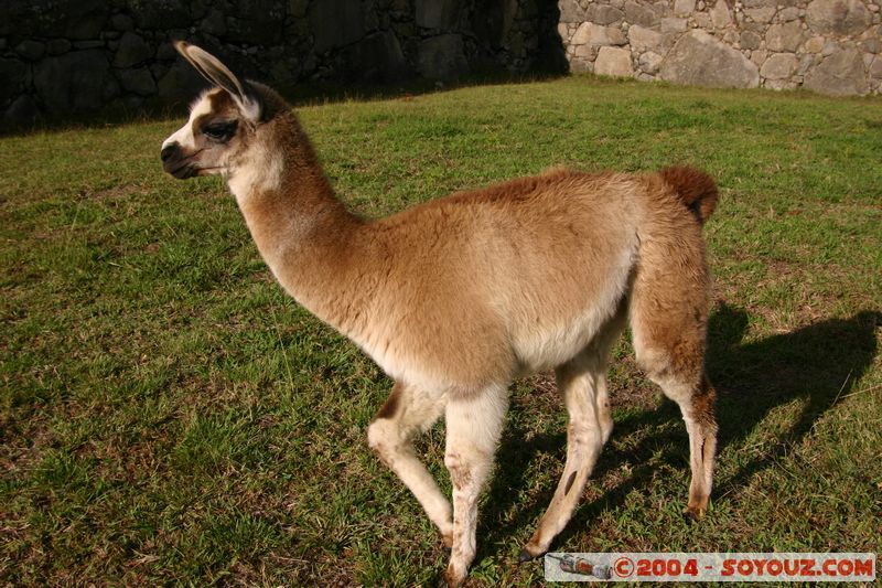 Machu Pichu - Lama
Mots-clés: peru Machu Pichu animals Lama