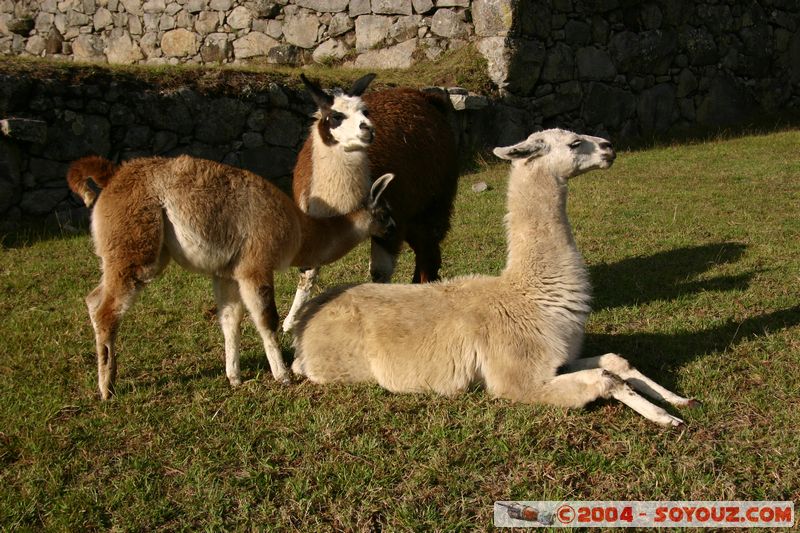 Machu Pichu - Lamas
Mots-clés: peru Machu Pichu animals Lama