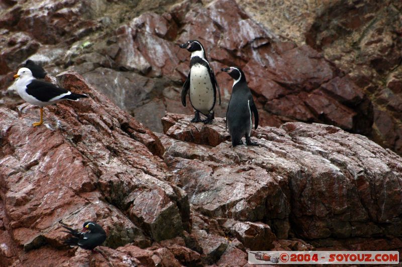 Islas Ballestas - Pingouin de Humboldt
Mots-clés: peru animals oiseau Pingouin