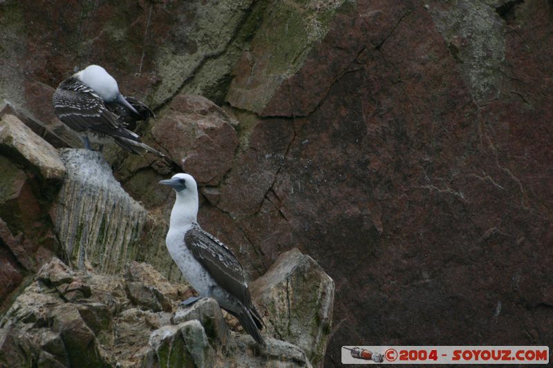 Islas Ballestas - Piquero Camanay
Mots-clés: peru animals oiseau Piquero Camanay