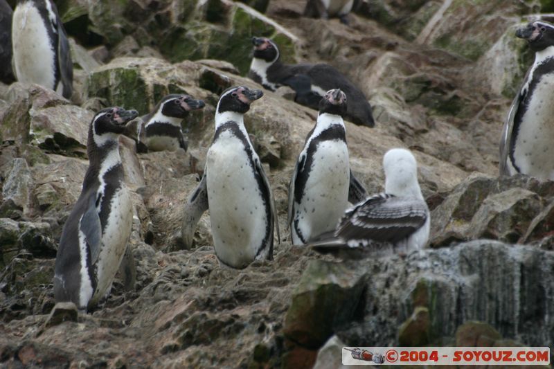 Islas Ballestas - Pingouin de Humboldt
Mots-clés: peru animals oiseau Pingouin