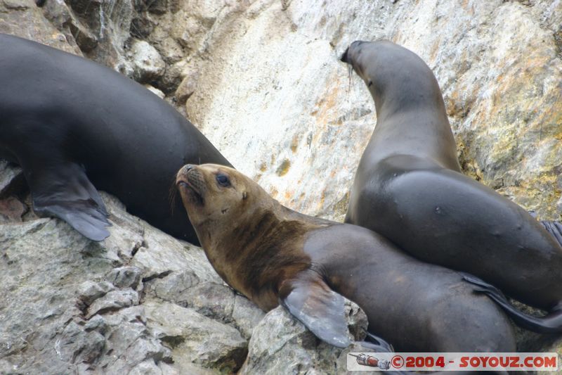 Islas Ballestas - Otaries
Mots-clés: peru animals otarie