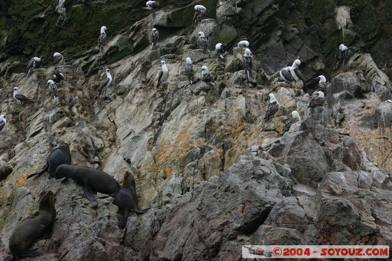 Islas Ballestas - Otaries et Piquero Camanay
Mots-clés: peru animals otarie oiseau Piquero Camanay