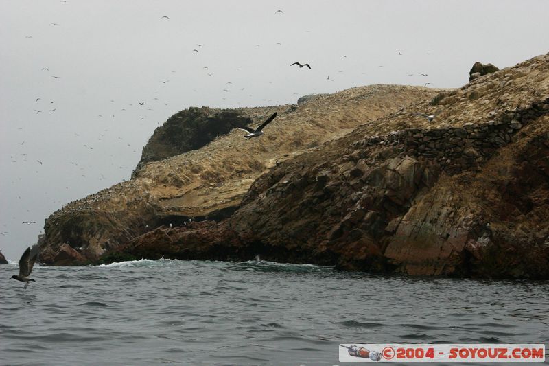 Islas Ballestas
Mots-clés: peru