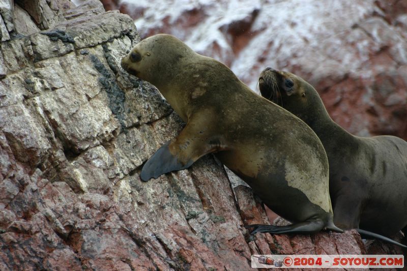 Islas Ballestas - Otaries
Mots-clés: peru animals otarie