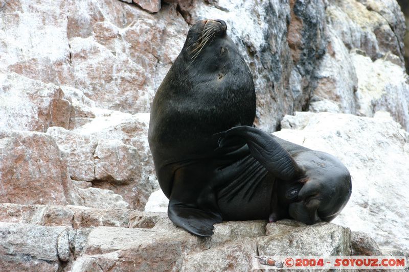 Islas Ballestas - Otaries
Mots-clés: peru animals otarie