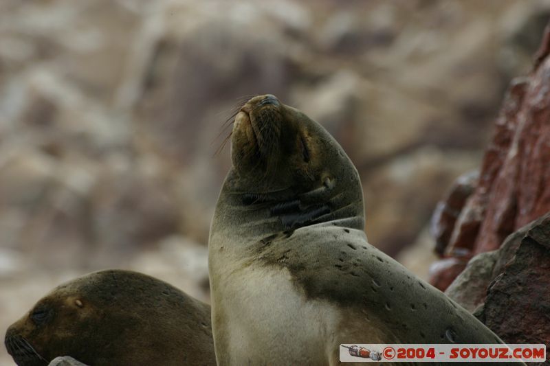 Islas Ballestas - Otaries
Mots-clés: peru animals otarie