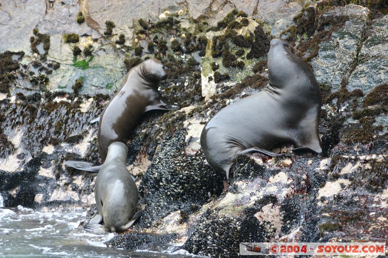 Islas Ballestas - Otaries
Mots-clés: peru animals otarie