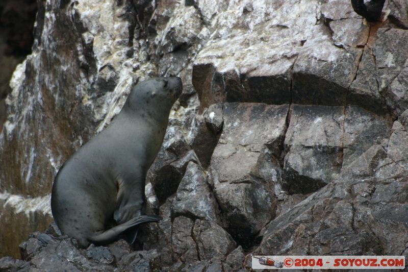 Islas Ballestas - Otaries
Mots-clés: peru animals otarie