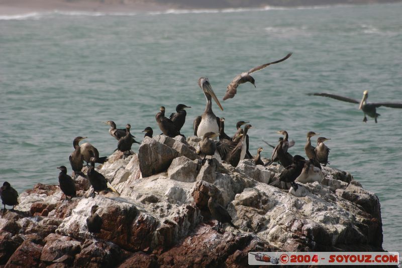 Peninsula de Paracas - Oiseaux
Mots-clés: peru oiseau animals pelican