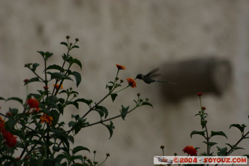 Arequipa - Monasterio de Santa Catalina - Colibri
Mots-clés: peru fleur animals oiseau colibri