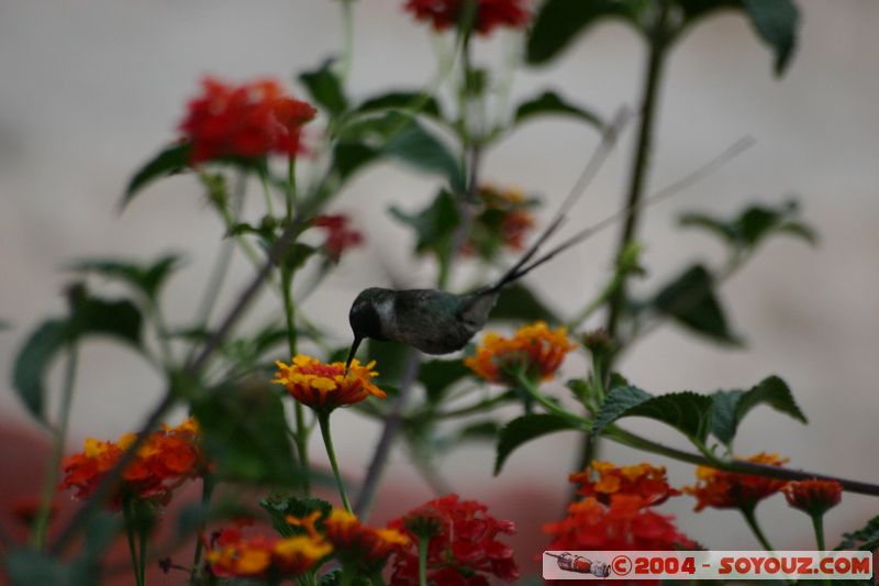 Arequipa - Monasterio de Santa Catalina - Colibri
Mots-clés: peru fleur animals oiseau colibri