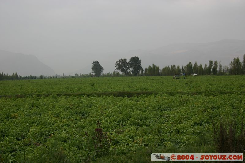 Corire
Mots-clés: peru