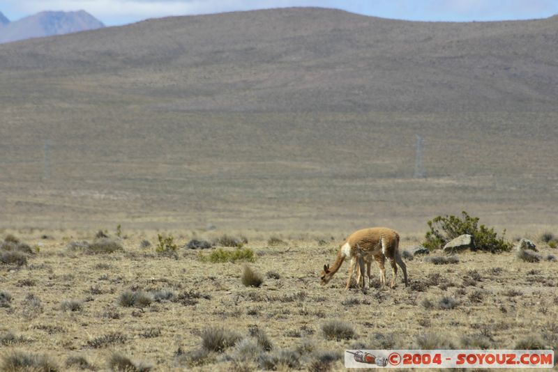 Reserva Nacional Salinas y Aguada Blanca - Vicunas
Mots-clés: peru animals Vicuna Montagne