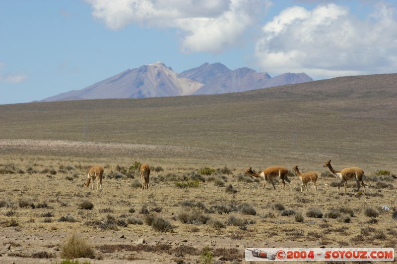 Reserva Nacional Salinas y Aguada Blanca - Vicunas
Mots-clés: peru animals Vicuna Montagne