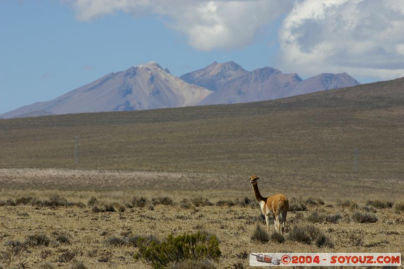 Reserva Nacional Salinas y Aguada Blanca - Vicunas
Mots-clés: peru animals Vicuna Montagne