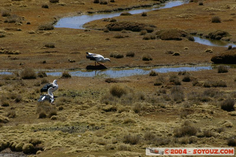 Reserva Nacional Salinas y Aguada Blanca
Mots-clés: peru animals oiseau oie