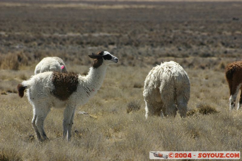 Reserva Nacional Salinas y Aguada Blanca - Lamas
Mots-clés: peru animals Lama