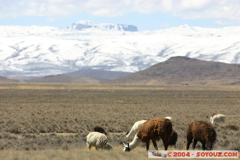 Reserva Nacional Salinas y Aguada Blanca - Lamas
Mots-clés: peru animals Lama Montagne Neige
