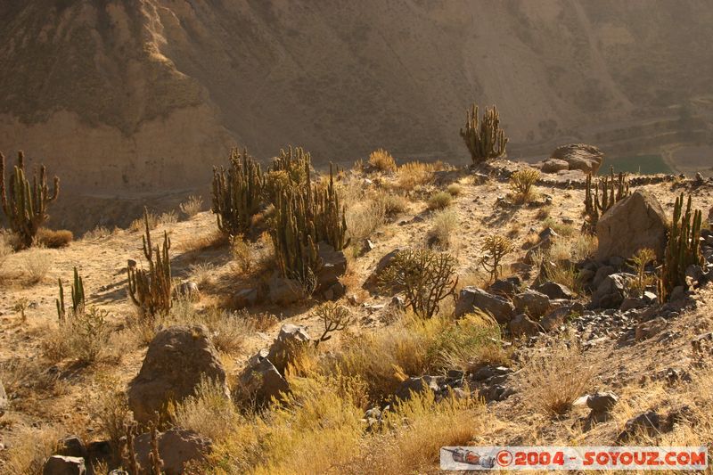 Canyon del Colca
Mots-clés: peru