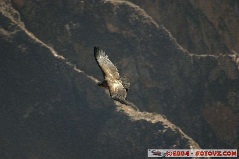 Canyon del Colca - Condor
Mots-clés: peru animals oiseau condor